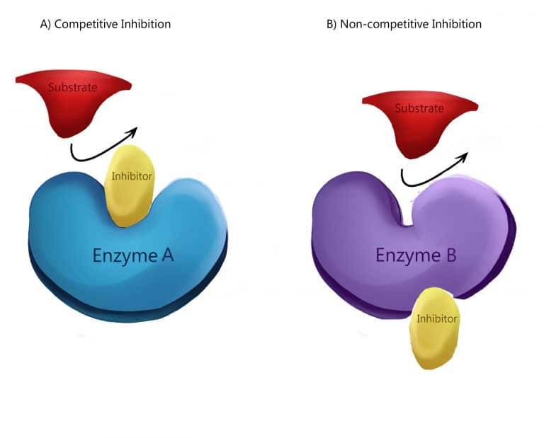 酶抑制 抑制类型 变构调节 Teachmephysiology