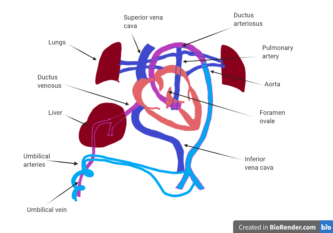 胎儿心脏有3个导管引导血液流过肝和肺。